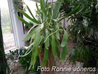 Epiphyllum phyllanthus